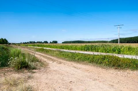 Poplar groves and cornfields in the plain of the River Esla, in Leon Province Foto stock