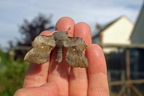 Poplar hawk moth on a hand Stock Photos