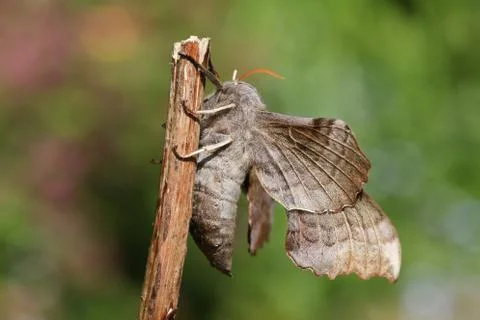 Poplar Hawk-moth (Laothoe populi) perching on a plant stem. Stock Photos