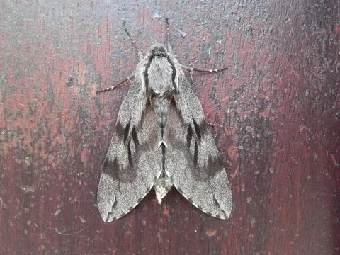 Poplar Hawk Moth (Laothoe populi) Resting on a Wooden Surface Stock Photos