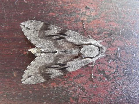 Poplar Hawk Moth (Laothoe populi) Resting on a Wooden Surface Stock Photos