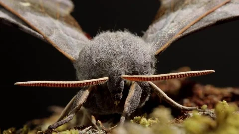 Poplar Hawk Moth. Scientific name Laothoe populi. Stock-Footage 193994468