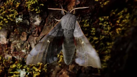 Poplar Hawk Moth. Scientific name Laothoe populi. Stock-Footage 193994680