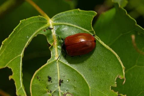 Poplar leaf beetle walking on damaged green leaf 库存照片