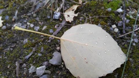 A poplar leaf fallen to the ground, in drops of water, background, wallpaper Stock Photos