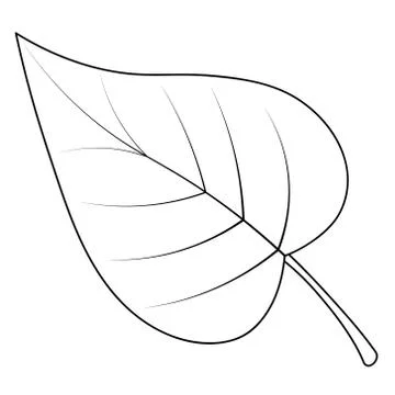Poplar leaf. Part of the tree with veins. Stock Illustration