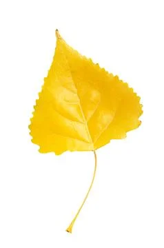 Poplar leaf Stock-Fotos