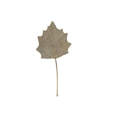 Poplar leaf on white background. Populus alba. Stock Photos