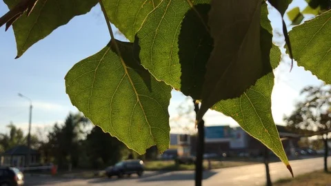 Poplar leaves. close-up. Video stock 95829484