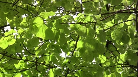 Poplar leaves Stock Footage 52551348