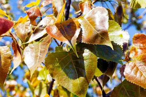 Poplar leaves Stock Photos
