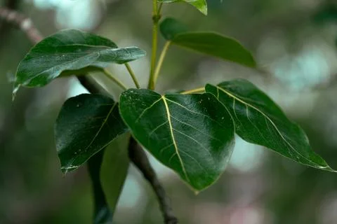 Poplar leaves 写真素材