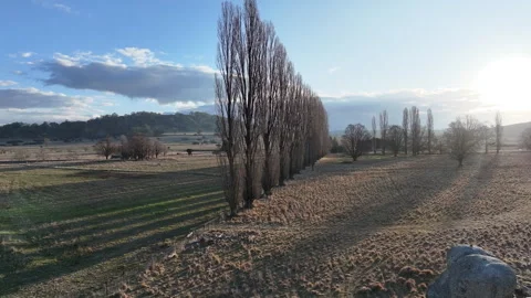 Poplar Line Arial Fly Back to reveal a large granite boulder Stock Footage 248273487
