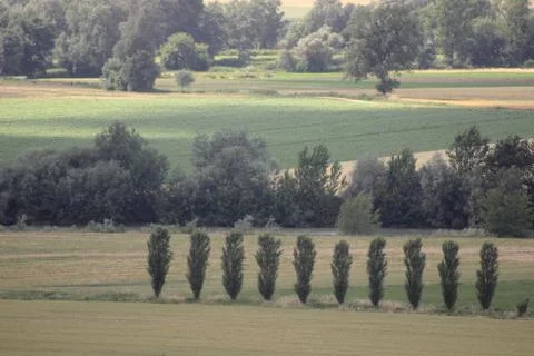 Poplar line Stock Photos