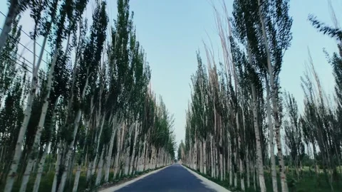 Poplar-lined road in Xinjiang, China Stock Footage 342723055