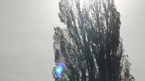 Poplar moving in Stormy wind Stockbeeldmateriaal 85539454