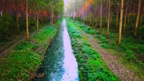 Poplar park Stock Footage 142962880