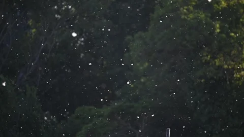 Poplar Pollen Floating in Slow Motion Over Dark Green Background Stock Footage 329534887