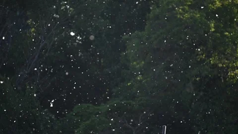 Poplar Pollen Floating in Slow Motion Over Dark Green Background Stock Footage 329534932