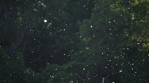 Poplar Pollen Floating in Slow Motion Over Dark Green Background Stock Footage 329535009