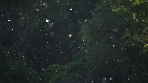 Poplar Pollen Floating in Slow Motion Over Dark Green Background Stock Footage 329536075