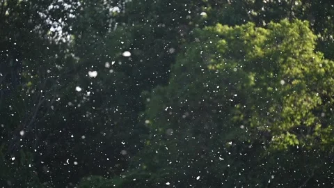 Poplar Pollen Floating in Slow Motion Over Dark Green Background Stock Footage 329536292