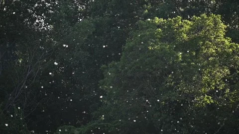 Poplar Pollen Floating in Slow Motion Over Dark Green Background Stock Footage 329536311