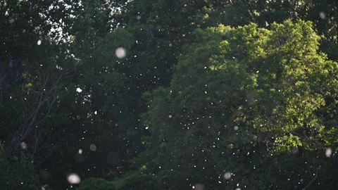 Poplar Pollen Floating in Slow Motion Over Dark Green Background Stock Footage 329536345