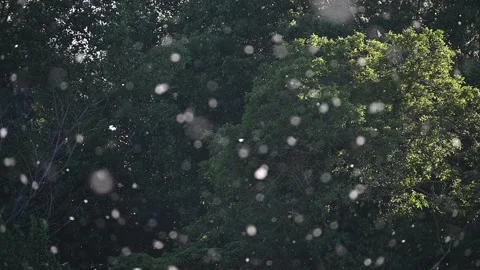 Poplar Pollen Floating in Slow Motion Over Dark Green Background Stock Footage 329536418