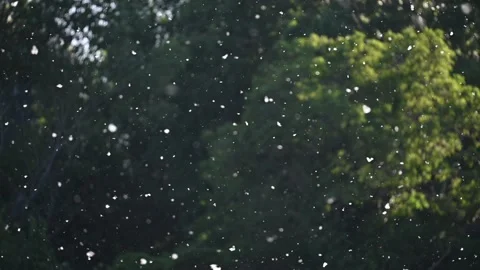 Poplar Pollen Floating in Slow Motion Over Dark Green Background Stock Footage 329536430