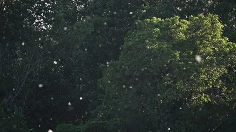 Poplar Pollen Floating in Slow Motion Over Dark Green Background Stock Footage 329536468