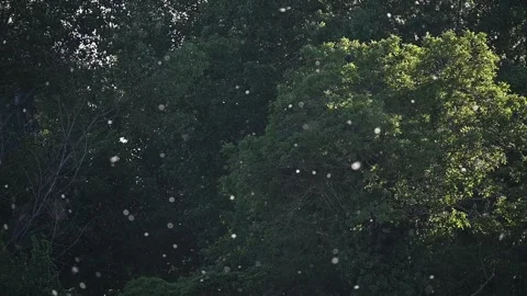Poplar Pollen Floating in Slow Motion Over Dark Green Background Stock Footage 329536501