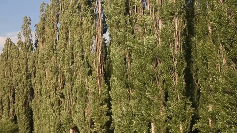 Poplar rows Stock Footage 81490068