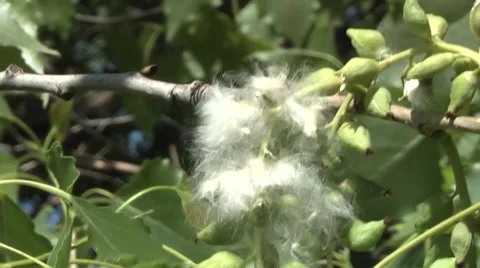 Poplar seeds, feathers Stock Footage 5700979