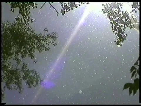 Poplar Seeds Floating Through Summer Air Stock Footage 336301705