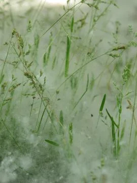 Poplar seeds responsible of allergy Stock Photos