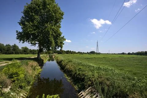 Poplar by the shore of a brook between fields on a sunny day in the italian.. Stock Photos
