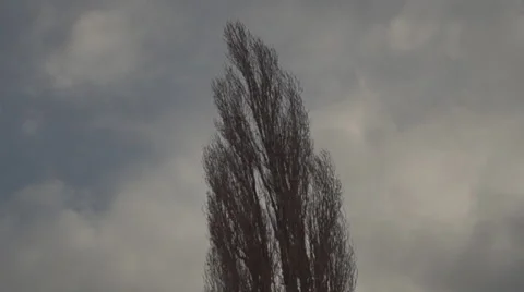 Poplar, sky 스톡 동영상 45344257