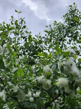 Poplar in spring. Poplar fluff on the tree Stock Photos