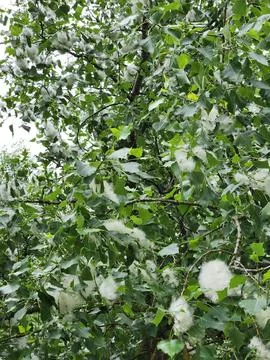 Poplar in spring. Poplar fluff on the tree Stock Photos