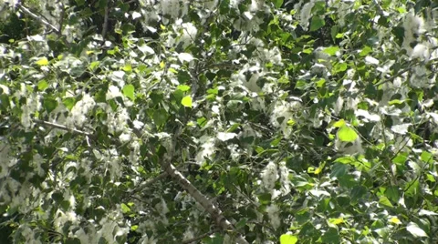 Poplar Summer Fluff HD Stock Footage 38219584