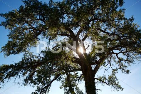 Poplar tree and sun Stock Photos