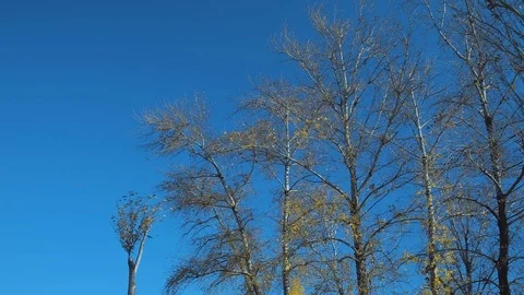 Poplar tree in autumn Stock Footage 119253859