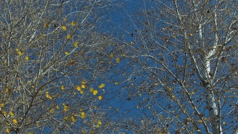 Poplar tree in autumn Stock Footage 119253904