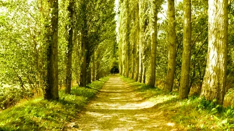 Poplar tree avenue with walker and his Dog - sunny september day - real time Stock Footage 138909381
