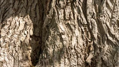 Poplar tree bark Stock Photos