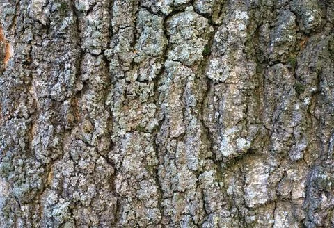 Poplar tree bark texture with deep vertical fissures and patches of grey li.. 스톡 사진