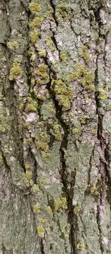 Poplar Tree Bark Texture with Moss and Lichen — Vertical Close-Up Stock Photos