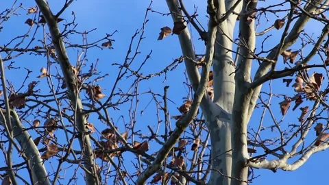 Poplar tree, blue sky with moving clouds Video Stock Footage 230911356