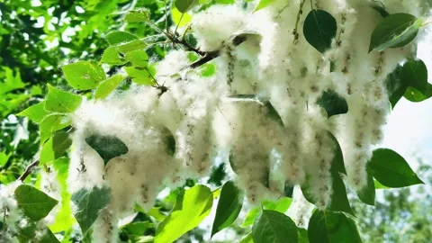 Poplar Tree Branch with Hanging Clusters of Fluffy Seeds Close Up Stock Footage 336449414